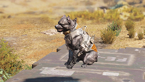 使命召喚手游錯(cuò)過(guò)軍犬怎么辦 獵犬召喚攻略截圖
