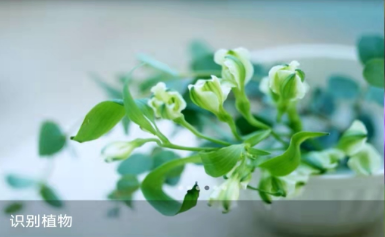 植物识别app软件下载推荐2022