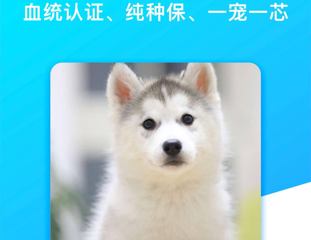 2022宠物app推荐 超好用的宠物软件排行榜推荐前五截图