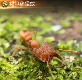 小小蟻國最新螞蟻哪只比較厲害 新賽季最強(qiáng)螞蟻推薦截圖